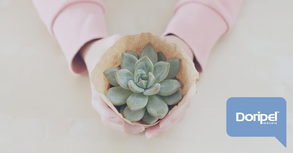Plantas para Casa