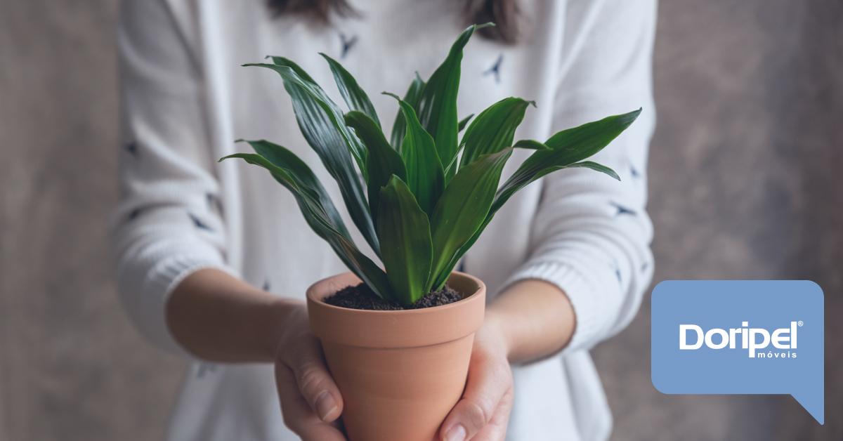 Plantas para Casa