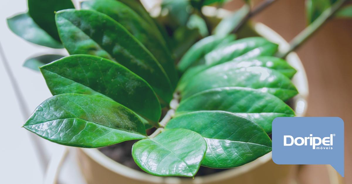Plantas para Casa
